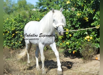 Andalusier, Hengst, 7 Jahre, 157 cm, Schimmel