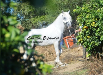 Andalusier, Hengst, 7 Jahre, 157 cm, Schimmel