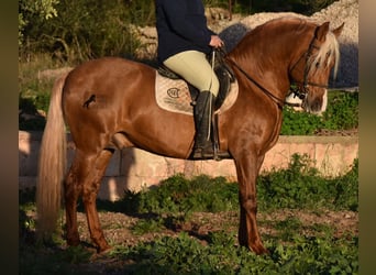 Andalusier, Hengst, 7 Jahre, 160 cm, Palomino