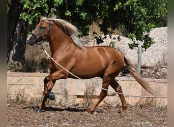 Andalusier, Hengst, 7 Jahre, 160 cm, Palomino