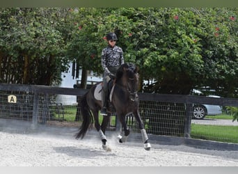 Andalusier, Hengst, 7 Jahre, 160 cm, Rappe