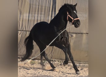 Andalusier, Hengst, 7 Jahre, 160 cm, Rappe