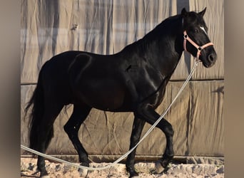 Andalusier, Hengst, 7 Jahre, 160 cm, Rappe