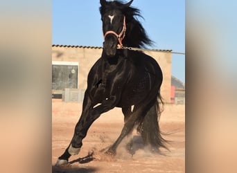 Andalusier, Hengst, 7 Jahre, 160 cm, Rappe