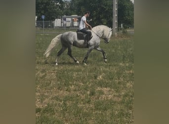 Andalusier Mix, Hengst, 7 Jahre, 160 cm, Schimmel