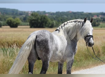 Andalusier, Hengst, 7 Jahre, 160 cm, Schimmel