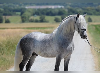 Andalusier, Hengst, 7 Jahre, 160 cm, Schimmel