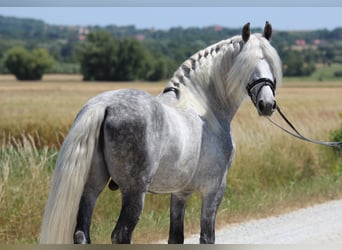 Andalusier, Hengst, 7 Jahre, 160 cm, Schimmel