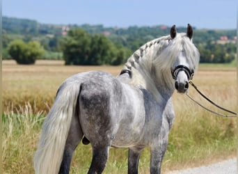 Andalusier, Hengst, 7 Jahre, 160 cm, Schimmel