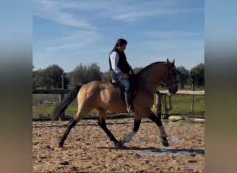 Andalusier, Hengst, 7 Jahre, 161 cm, Falbe