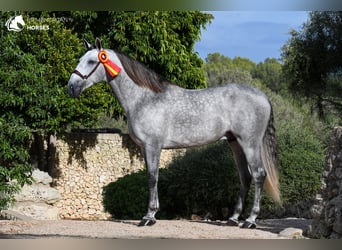 Andalusier, Hengst, 7 Jahre, 162 cm, Schimmel