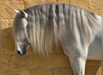 Andalusier, Hengst, 7 Jahre, 163 cm, Schimmel