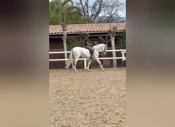 Andalusier, Hengst, 7 Jahre, 165 cm, White