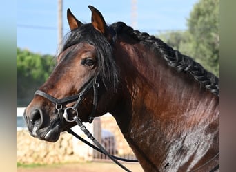 Andalusier, Hengst, 7 Jahre, 166 cm, Brauner