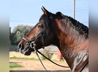 Andalusier, Hengst, 7 Jahre, 166 cm