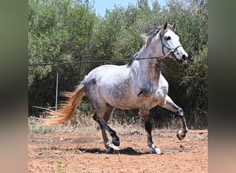 Andalusier, Hengst, 7 Jahre, 169 cm, Schimmel