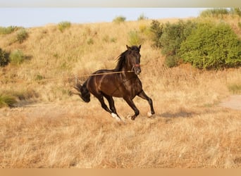 Andalusier, Hengst, 7 Jahre, 172 cm, Rappe