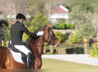 Andalusier, Hengst, 7 Jahre, Rotbrauner