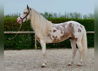 Andalusiër, Hengst, 8 Jaar, 153 cm, Gevlekt-paard