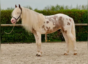 Andalusiër, Hengst, 8 Jaar, 153 cm, Gevlekt-paard
