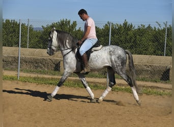 Andalusiër, Hengst, 8 Jaar, 158 cm, Schimmel