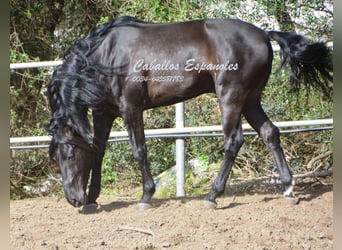 Andalusiër, Hengst, 8 Jaar, 158 cm, Zwart