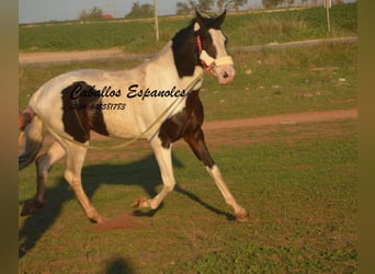 Andalusiër, Hengst, 8 Jaar, 164 cm, Gevlekt-paard