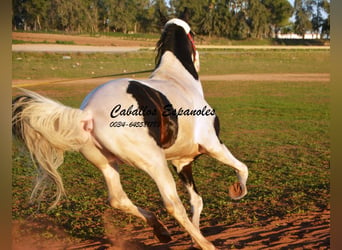 Andalusiër, Hengst, 8 Jaar, 164 cm, Gevlekt-paard