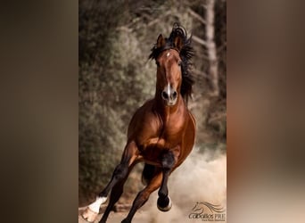 Andalusier, Hengst, 8 Jahre, 168 cm, Brauner