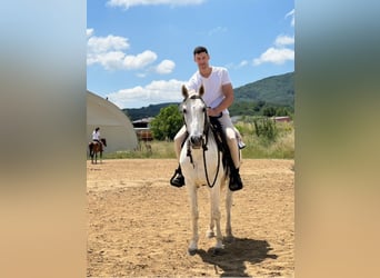 Andalusiër, Hengst, 8 Jaar, Wit