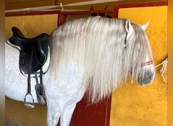 Andalusier, Hengst, 8 Jahre, 158 cm, Apfelschimmel