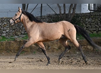 Andalusier, Hengst, 8 Jahre, 158 cm, Falbe