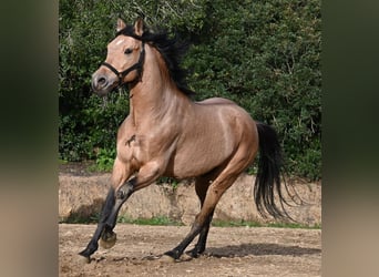 Andalusier, Hengst, 8 Jahre, 158 cm, Falbe