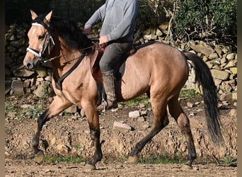 Andalusier, Hengst, 8 Jahre, 158 cm, Falbe