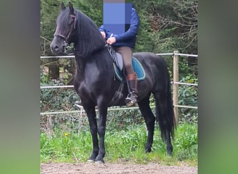 Andalusier, Hengst, 8 Jahre, 158 cm