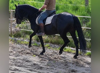 Andalusier, Hengst, 8 Jahre, 158 cm