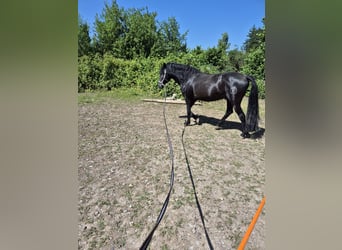 Andalusier, Hengst, 8 Jahre, 158 cm, Rappe