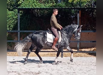 Andalusier, Hengst, 8 Jahre, 159 cm, Apfelschimmel