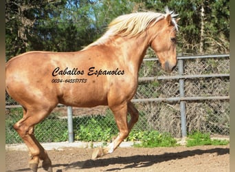 Andalusier, Hengst, 8 Jahre, 160 cm, Palomino