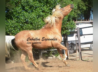 Andalusier, Hengst, 8 Jahre, 160 cm, Palomino
