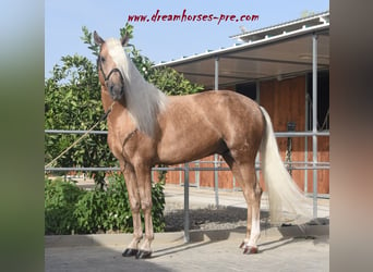 Andalusier Mix, Hengst, 8 Jahre, 161 cm, Palomino