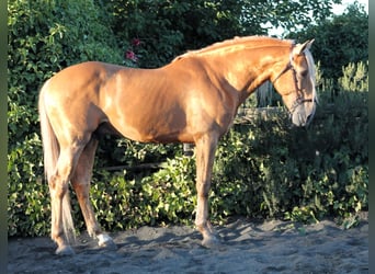 Andalusier, Hengst, 8 Jahre, 163 cm, Palomino