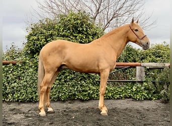 Andalusier, Hengst, 8 Jahre, 163 cm, Palomino