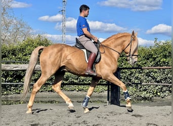 Andalusier, Hengst, 8 Jahre, 163 cm, Palomino