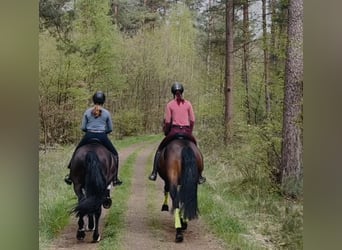 Andalusier, Hengst, 8 Jahre, 164 cm, Brauner