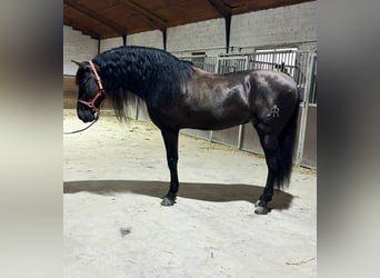 Andalusier, Hengst, 8 Jahre, 166 cm, Rappe