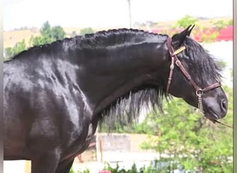 Andalusier, Hengst, 8 Jahre, 166 cm, Rappe
