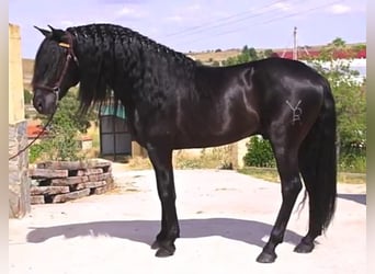 Andalusier, Hengst, 8 Jahre, 166 cm, Rappe