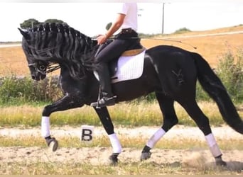 Andalusier, Hengst, 8 Jahre, 166 cm, Rappe