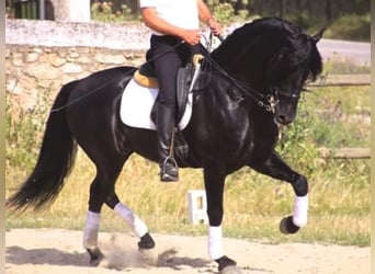 Andalusier, Hengst, 8 Jahre, 166 cm, Rappe